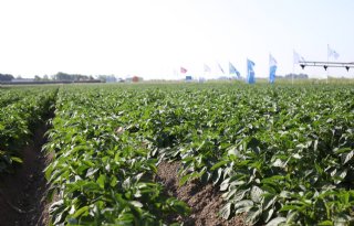 Toenemende kans op ziektedruk in aardappelen vraagt om scherpte
